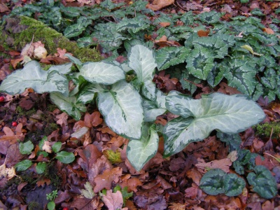 Arum italicum 'Monksilver'